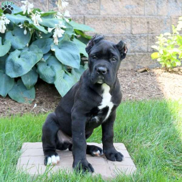 Ruger, Cane Corso Puppy
