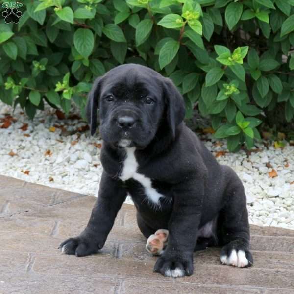 Ruger, Cane Corso Puppy