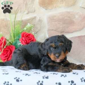 Ruger, Mini Bernedoodle Puppy