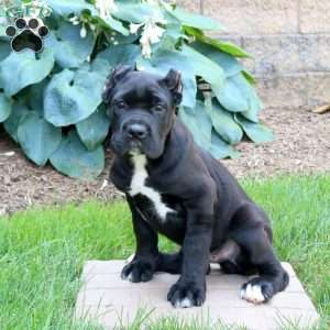 Ruger, Cane Corso Puppy