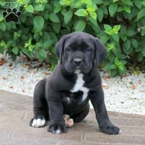 Ruger, Cane Corso Puppy
