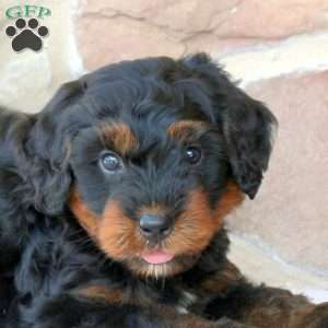 Ruger, Mini Bernedoodle Puppy