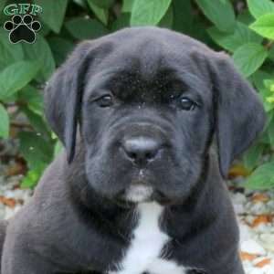 Ruger, Cane Corso Puppy