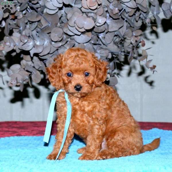 Rusty, Cavapoo Puppy