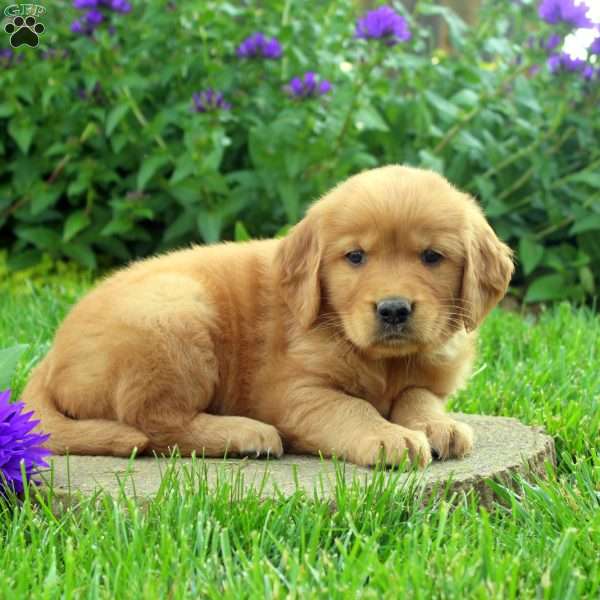 Rusty, Golden Retriever Puppy