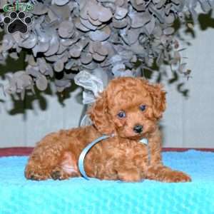 Rusty, Cavapoo Puppy