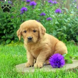 Rusty, Golden Retriever Puppy