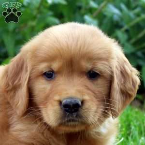 Rusty, Golden Retriever Puppy