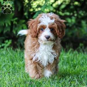 Rusty, Cavapoo Puppy