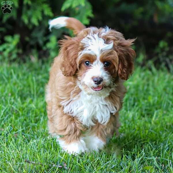 Rusty, Cavapoo Puppy