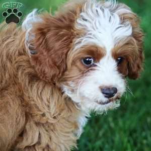 Rusty, Cavapoo Puppy