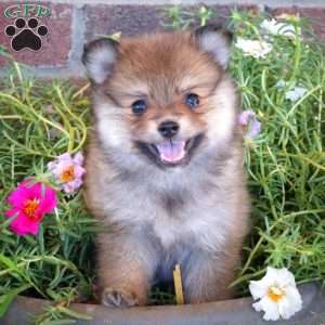 Rusty, Pomeranian Puppy