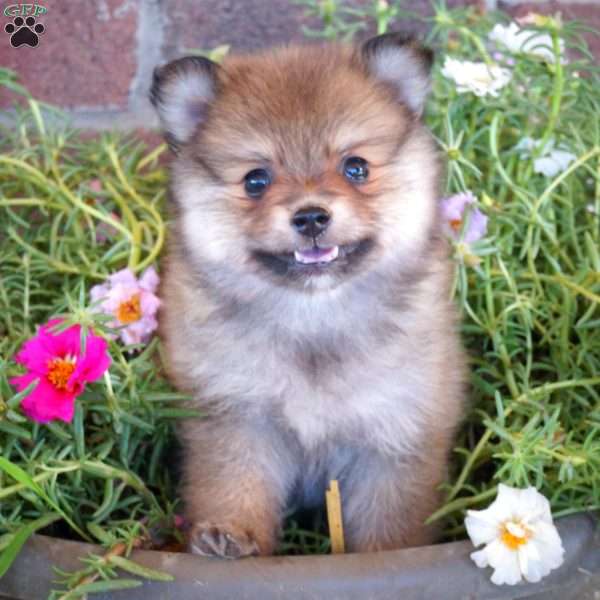 Rusty, Pomeranian Puppy