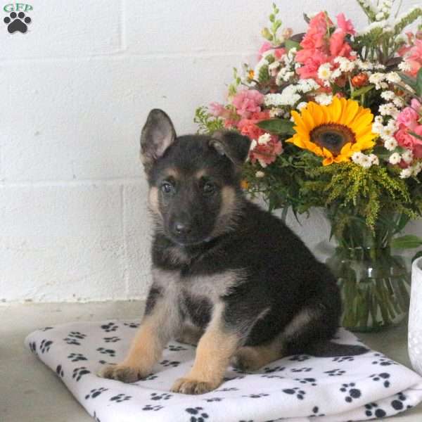 Ryan, German Shepherd Puppy