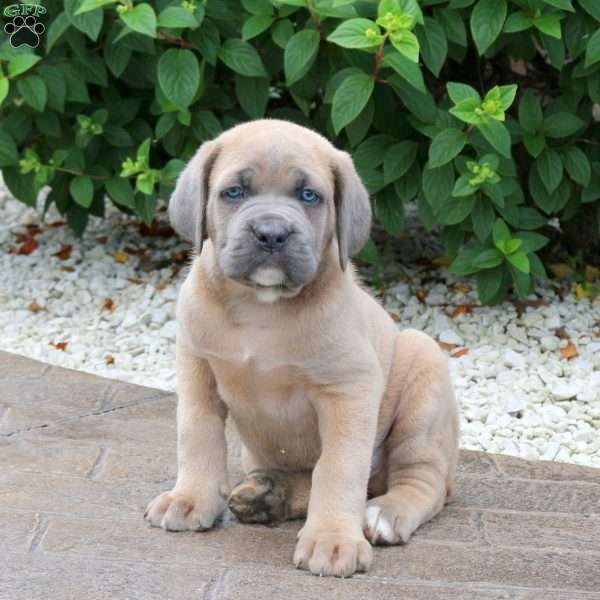 Ryan, Cane Corso Puppy