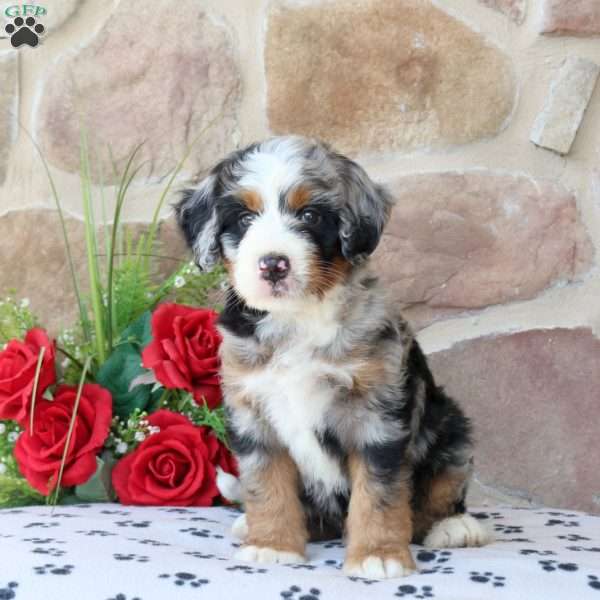 Ryan, Mini Bernedoodle Puppy