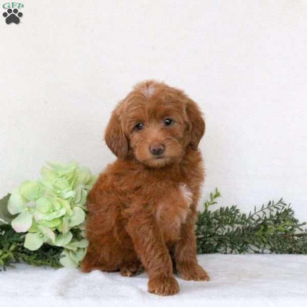 Ryan, Mini Goldendoodle Puppy