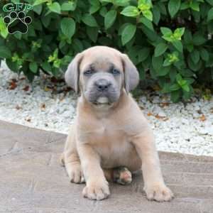 Ryan, Cane Corso Puppy