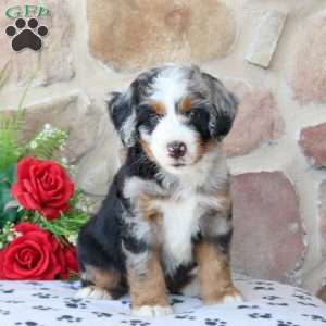 Ryan, Mini Bernedoodle Puppy
