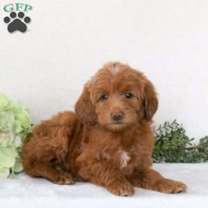 Ryan, Mini Goldendoodle Puppy