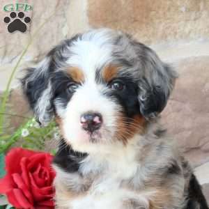 Ryan, Mini Bernedoodle Puppy