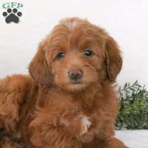 Ryan, Mini Goldendoodle Puppy