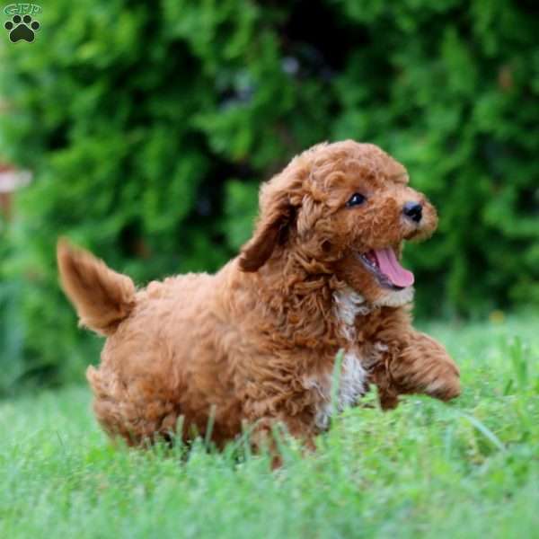 Ryan, Miniature Poodle Puppy
