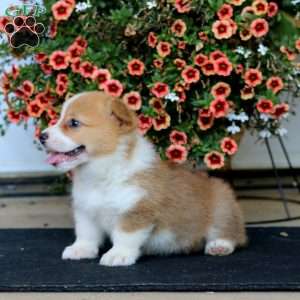 Ryan, Pembroke Welsh Corgi Puppy