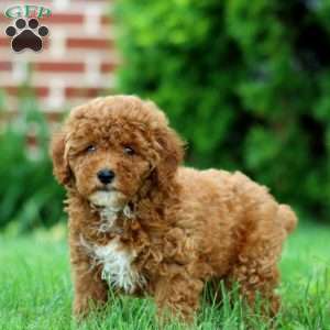 Ryan, Miniature Poodle Puppy