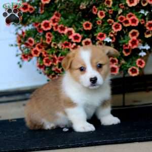 Ryan, Pembroke Welsh Corgi Puppy