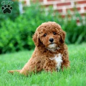 Ryan, Miniature Poodle Puppy