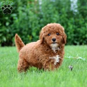 Ryan, Miniature Poodle Puppy
