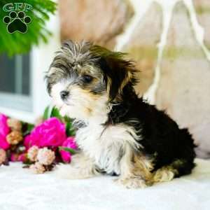 Flower, Morkie / Yorktese Puppy
