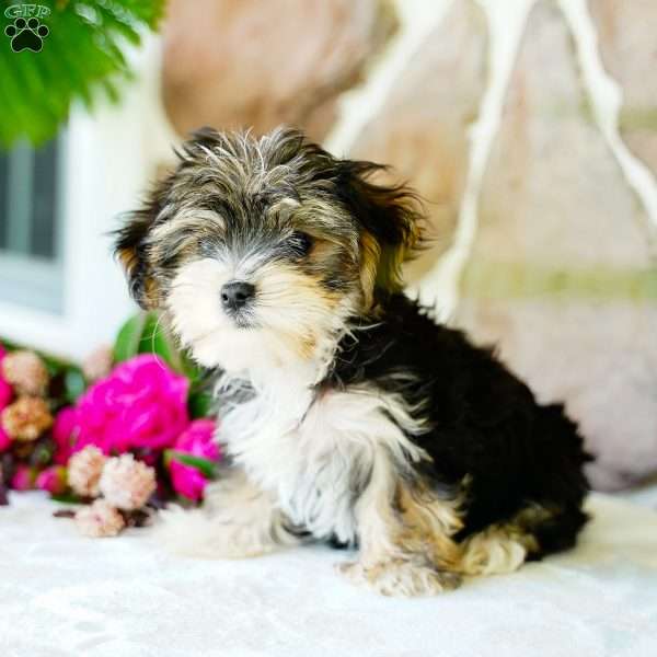 Flower, Morkie / Yorktese Puppy