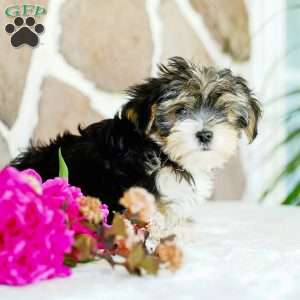Flower, Morkie / Yorktese Puppy