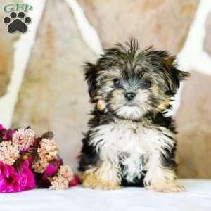 Flame, Morkie / Yorktese Puppy