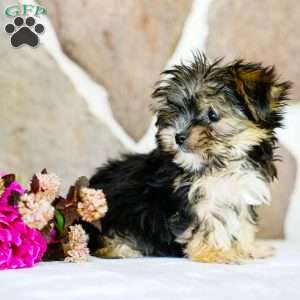 Flame, Morkie / Yorktese Puppy