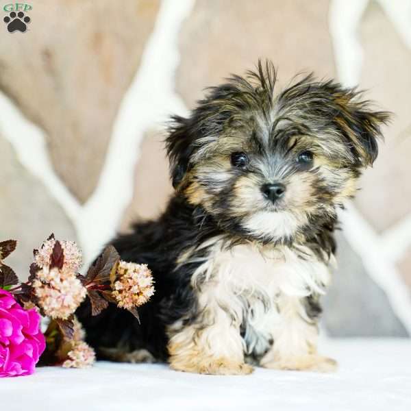 Flame, Morkie / Yorktese Puppy
