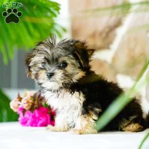 Flame, Morkie / Yorktese Puppy