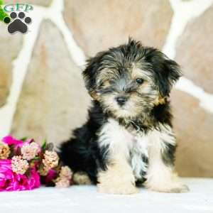 Flora, Morkie / Yorktese Puppy