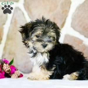 Flora, Morkie / Yorktese Puppy