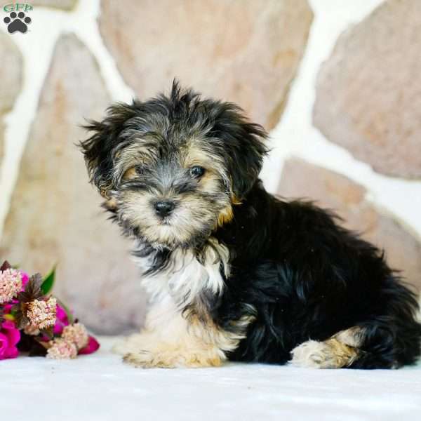 Flora, Morkie / Yorktese Puppy