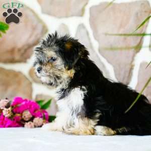 Flora, Morkie / Yorktese Puppy