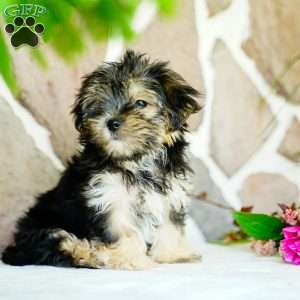 Flora, Morkie / Yorktese Puppy