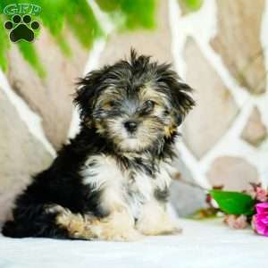 Flora, Morkie / Yorktese Puppy