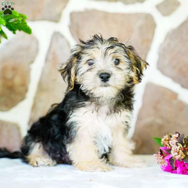 Frank, Morkie / Yorktese Puppy