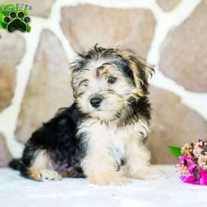 Frank, Morkie / Yorktese Puppy