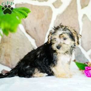 Frank, Morkie / Yorktese Puppy