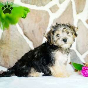 Frank, Morkie / Yorktese Puppy