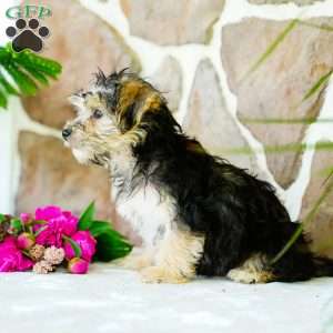 Frank, Morkie / Yorktese Puppy